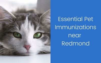 Essential Pet Immunizations near Redmond