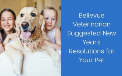 Bellevue Veterinarian Suggested New Year’s Resolutions for Your Pet