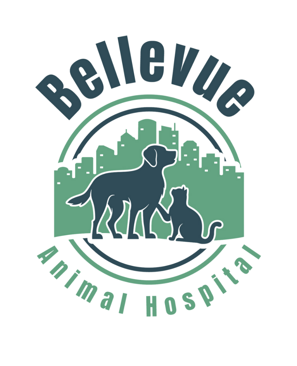 Vet Near Me Bellevue WA 98004 Bellevue Animal Hospital
