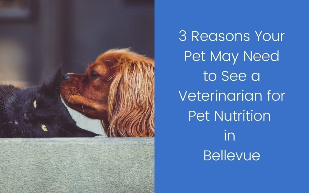 3-Reasons-Your-Pet-May-Need-to-See-a-Veterinarian-for-Pet-Nutrition-in-Bellevue