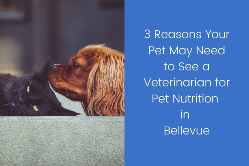 3 Reasons Your Pet May Need To See A Veterinarian For Pet Nutrition In