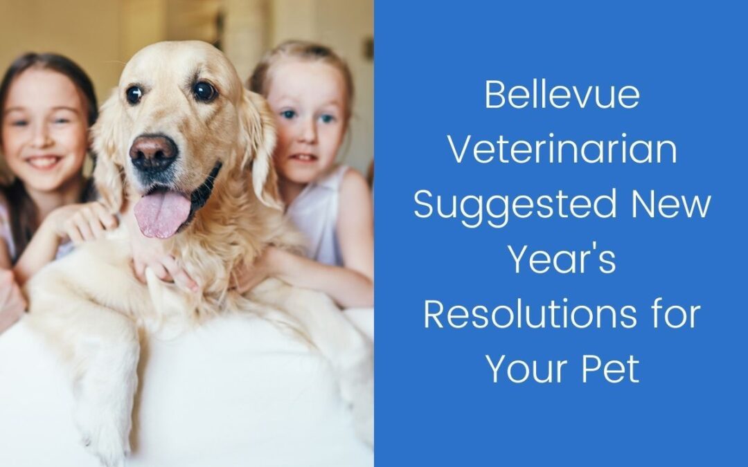 Bellevue-Veterinarian-Suggested-New-Years-Resolutions-for-Your-Pet
