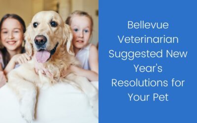 Bellevue Veterinarian Suggested New Year’s Resolutions for Your Pet