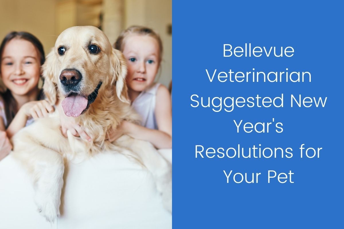 Bellevue Veterinarian Suggested New Year's Resolutions For Your Pet