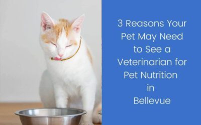 3 Reasons Your Pet May Need to See a Veterinarian for Pet Nutrition in Bellevue