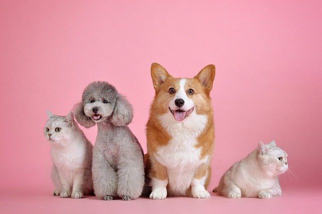 b2ap3_large_pets-3715733_640
