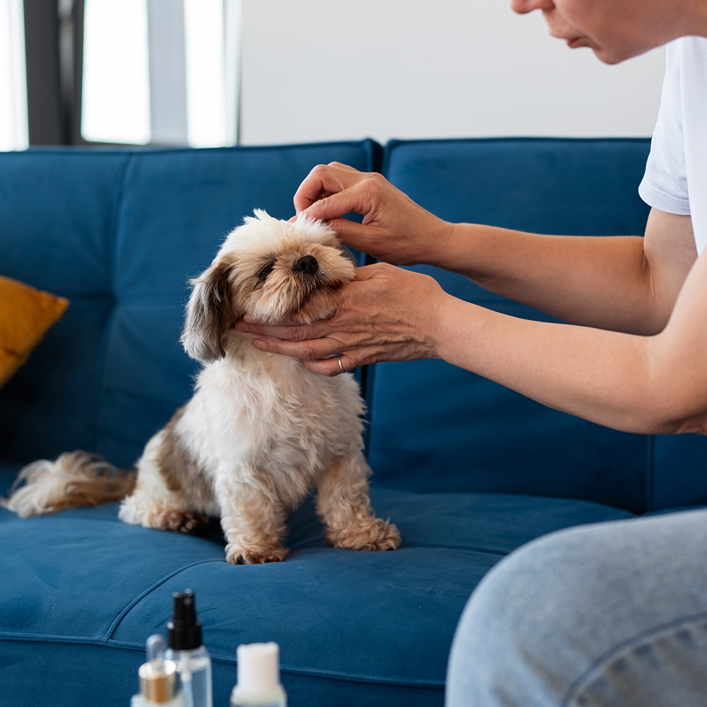 Pet Dermatology In Bellevue, WA 98004 Bellevue Animal Hospital