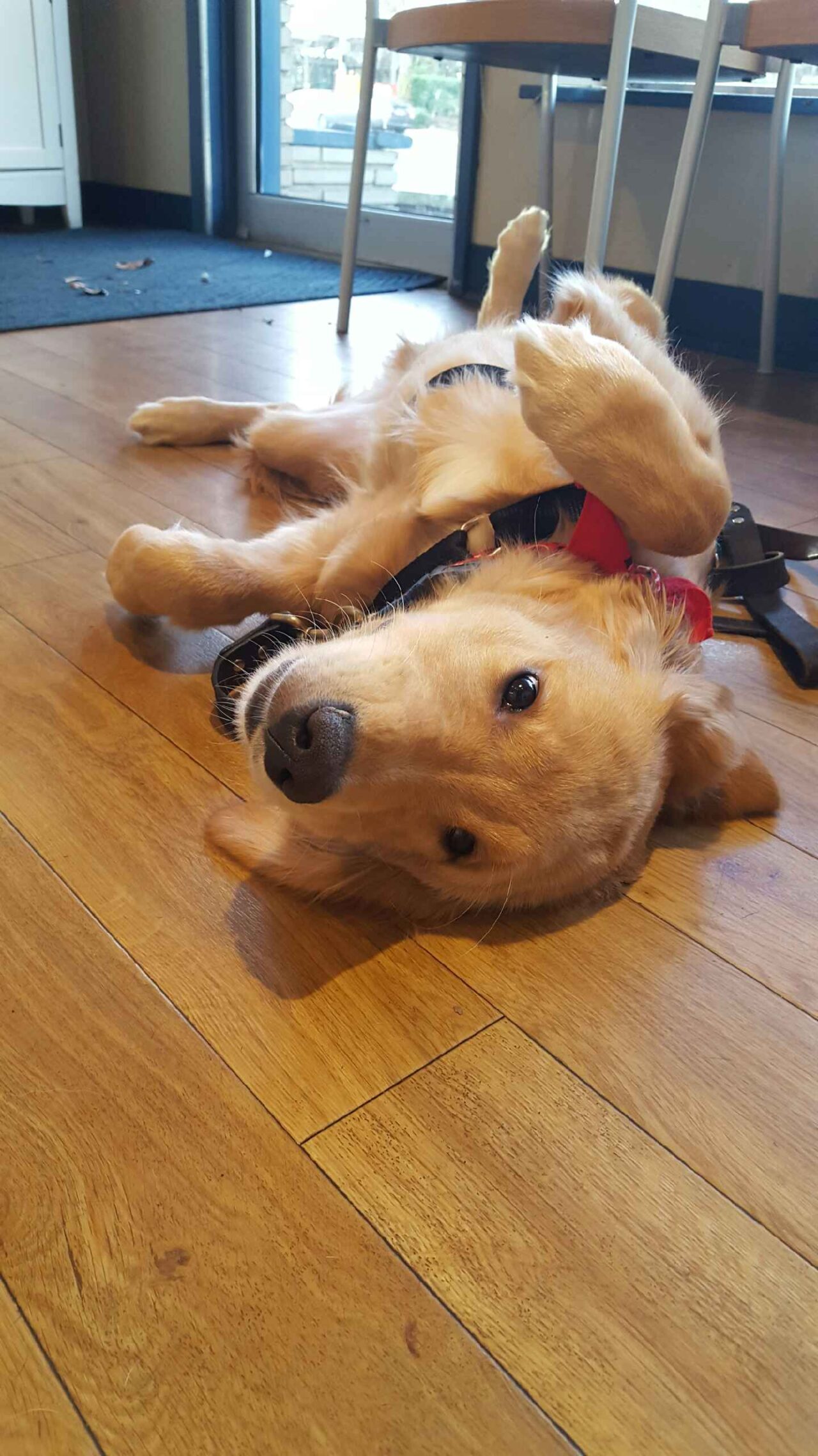 Pet Hospice Care In Bellevue, WA 98004 Bellevue Animal Hospital