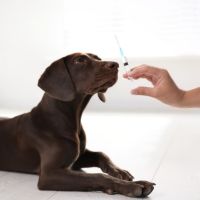 Dog getting vaccinated