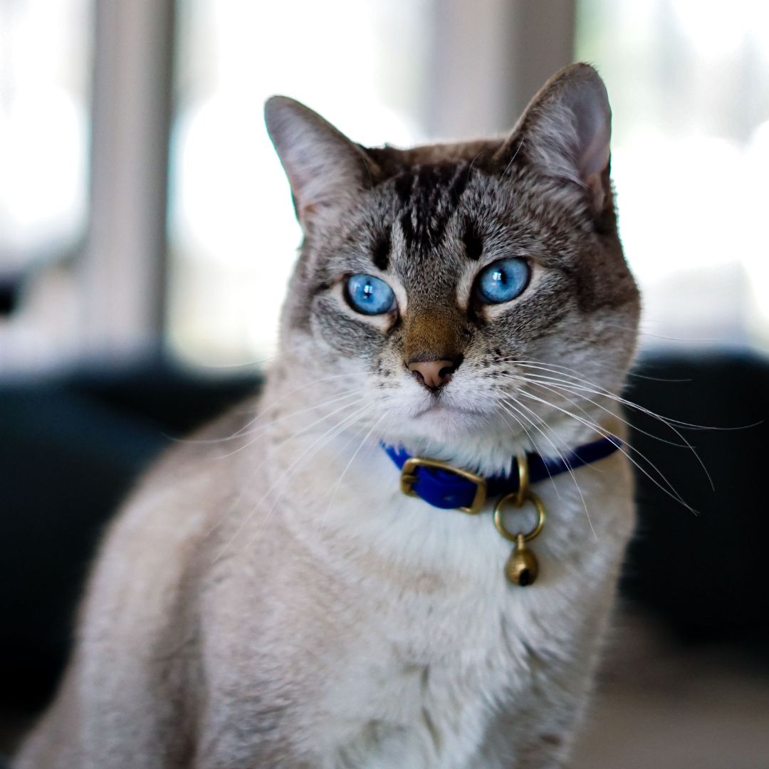 A cat with blue eyes