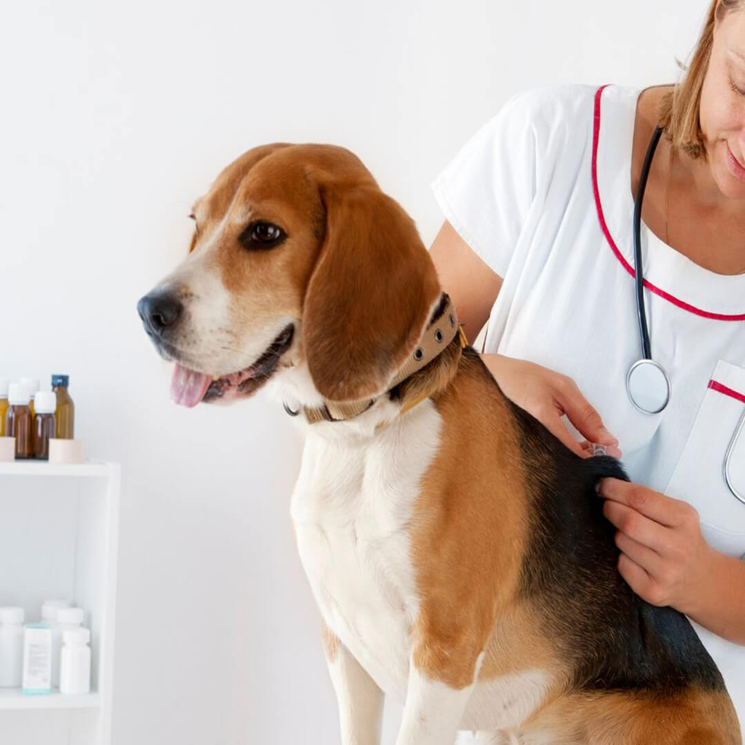 pet vaccine