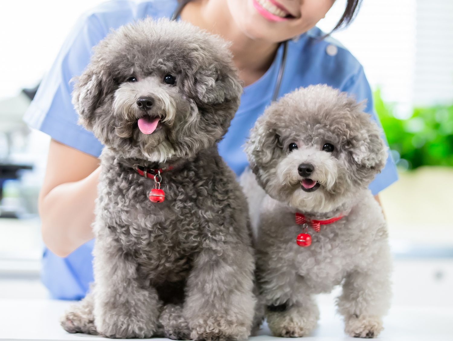 Two puppies with a vet