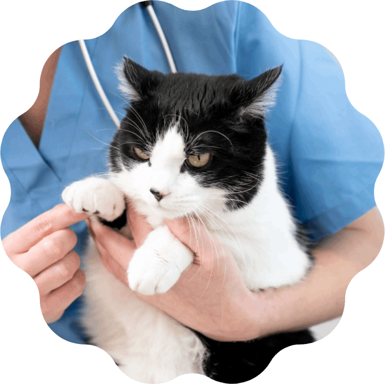 A black dog in collar