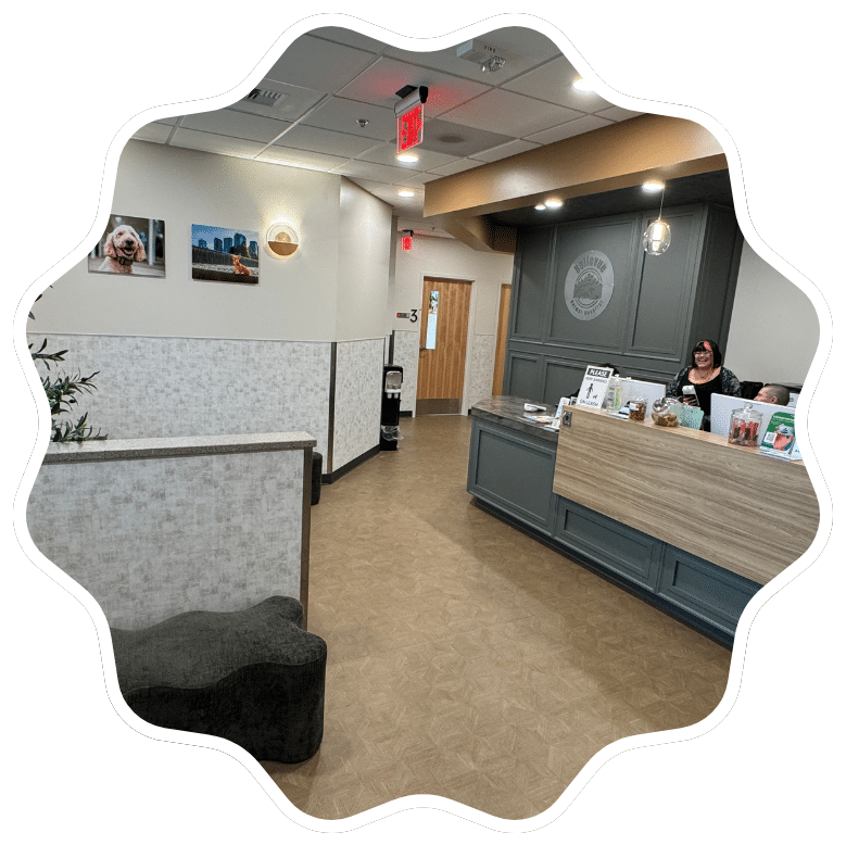 Smiling Golden Retriever with a shiny coat sits in lush green grass