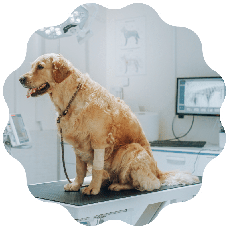 Golden Retriever sitting on a examination table