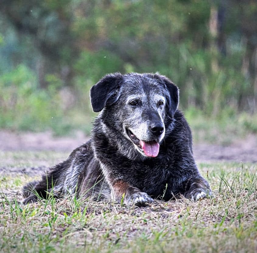 A black dog lying in a lush green grassy area