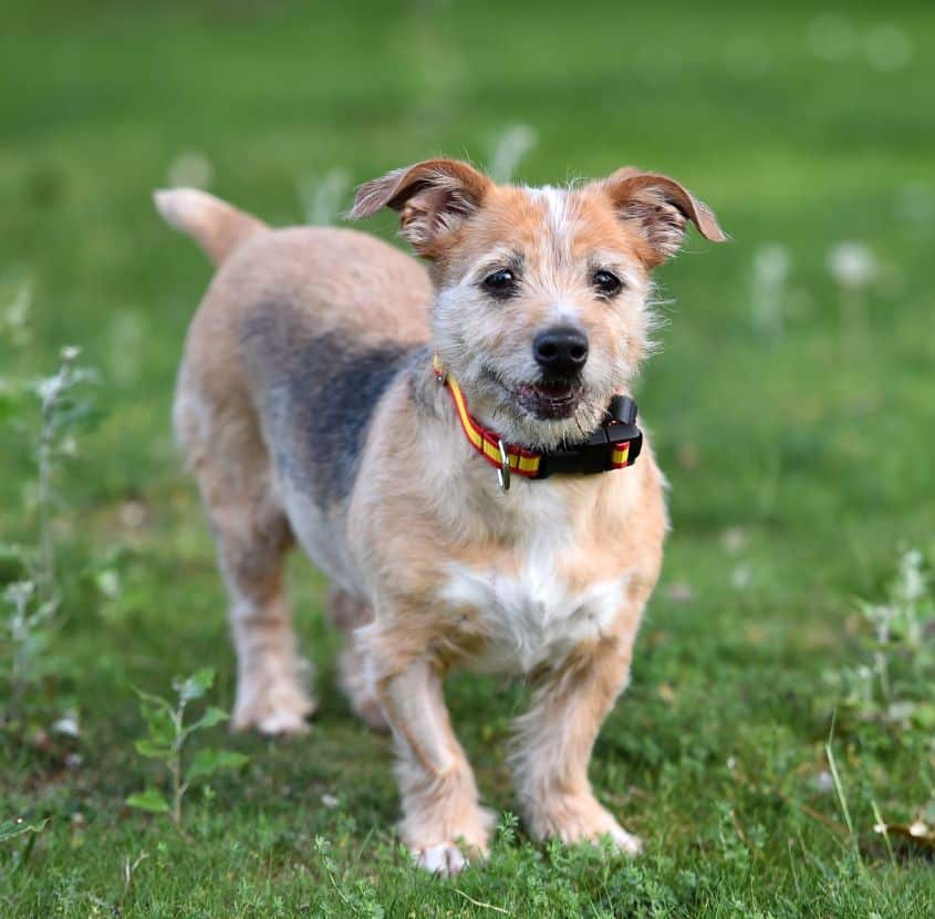 Dog standing on a green lawn