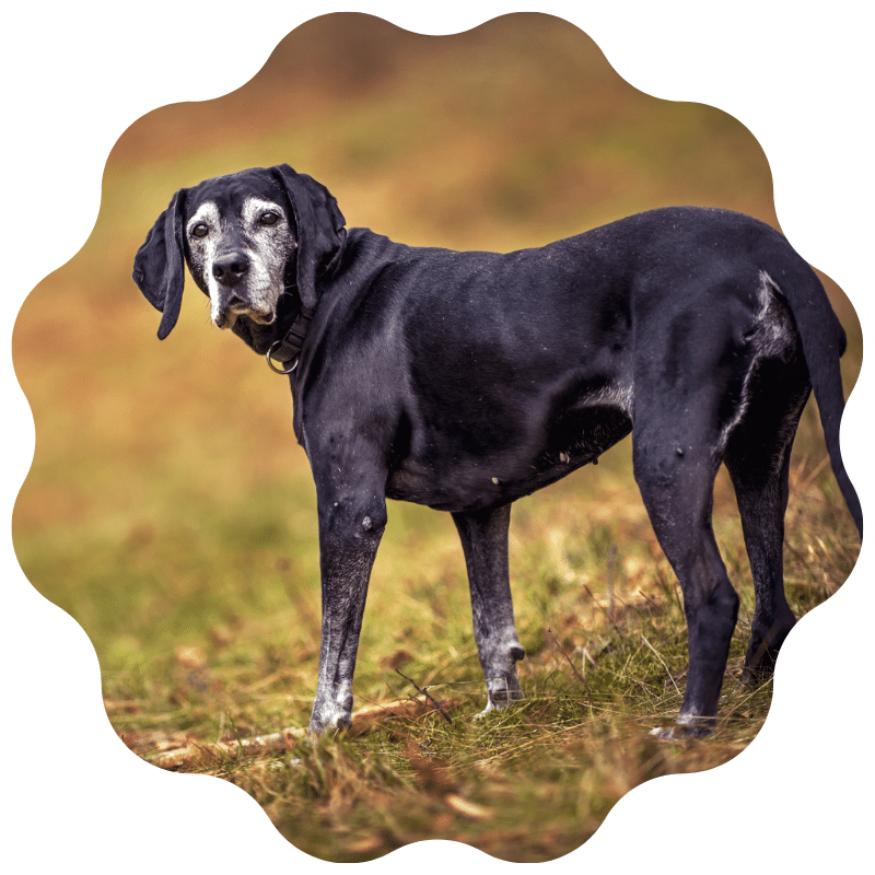 A senior black dog standing in a grassy field