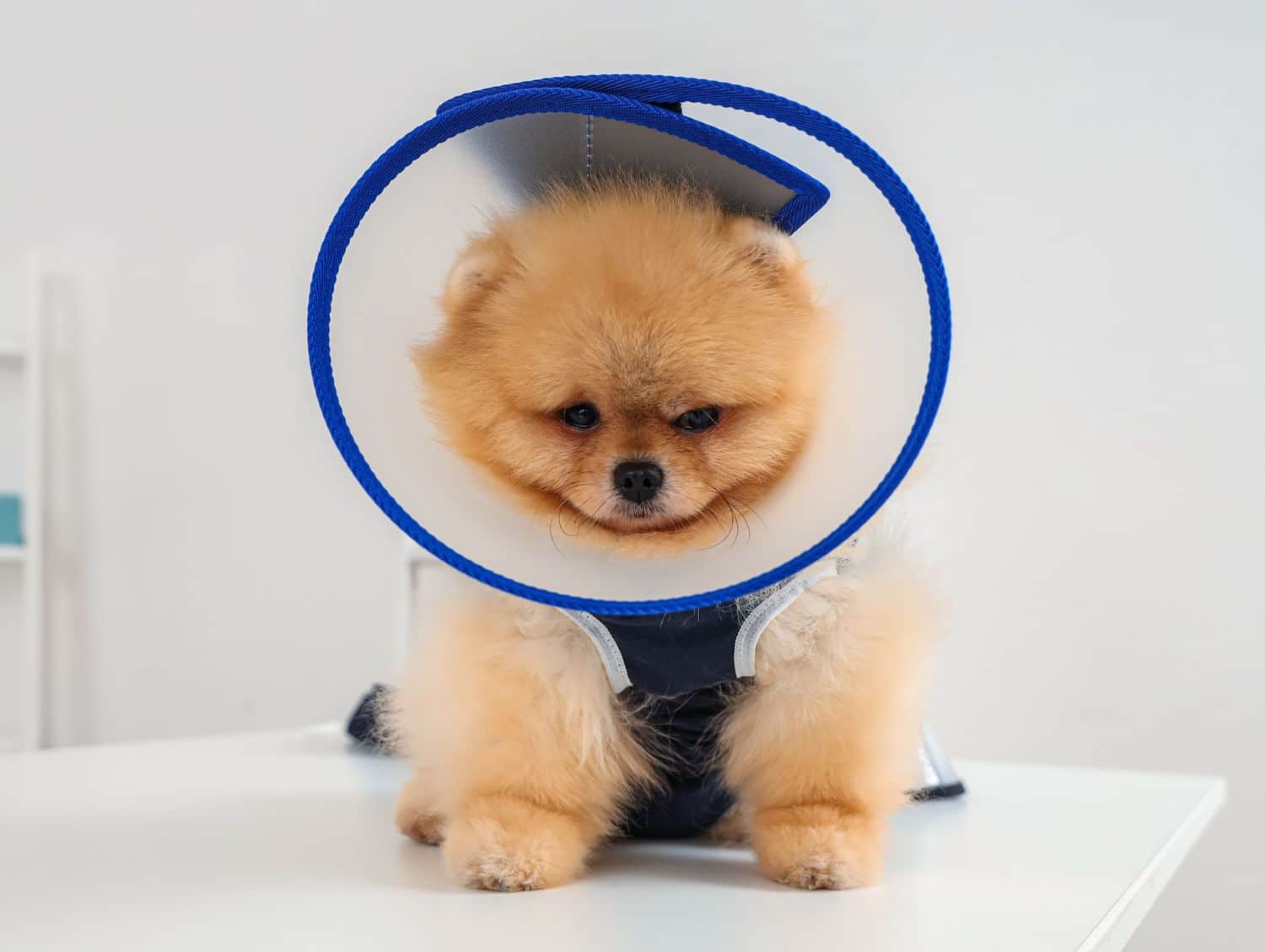 A Pomeranian dog with a protective medical cone