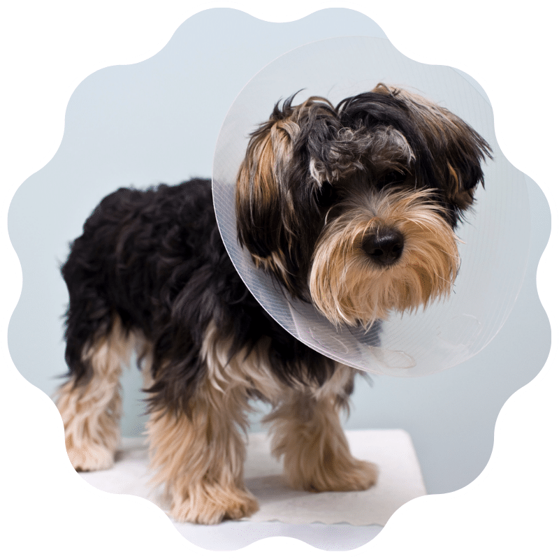 Puppy wearing a clear recovery cone