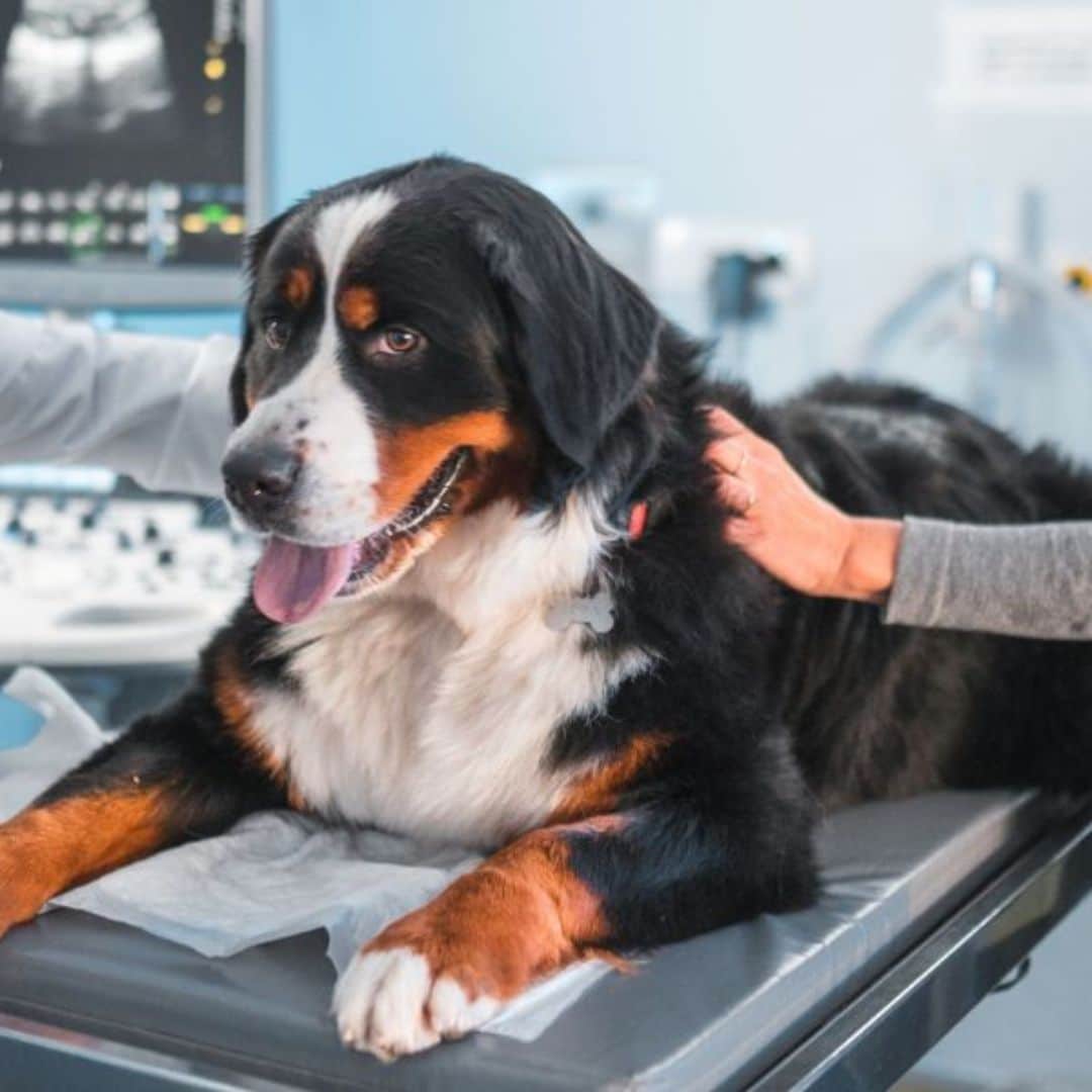 A vet performing an ultrasound on a dog