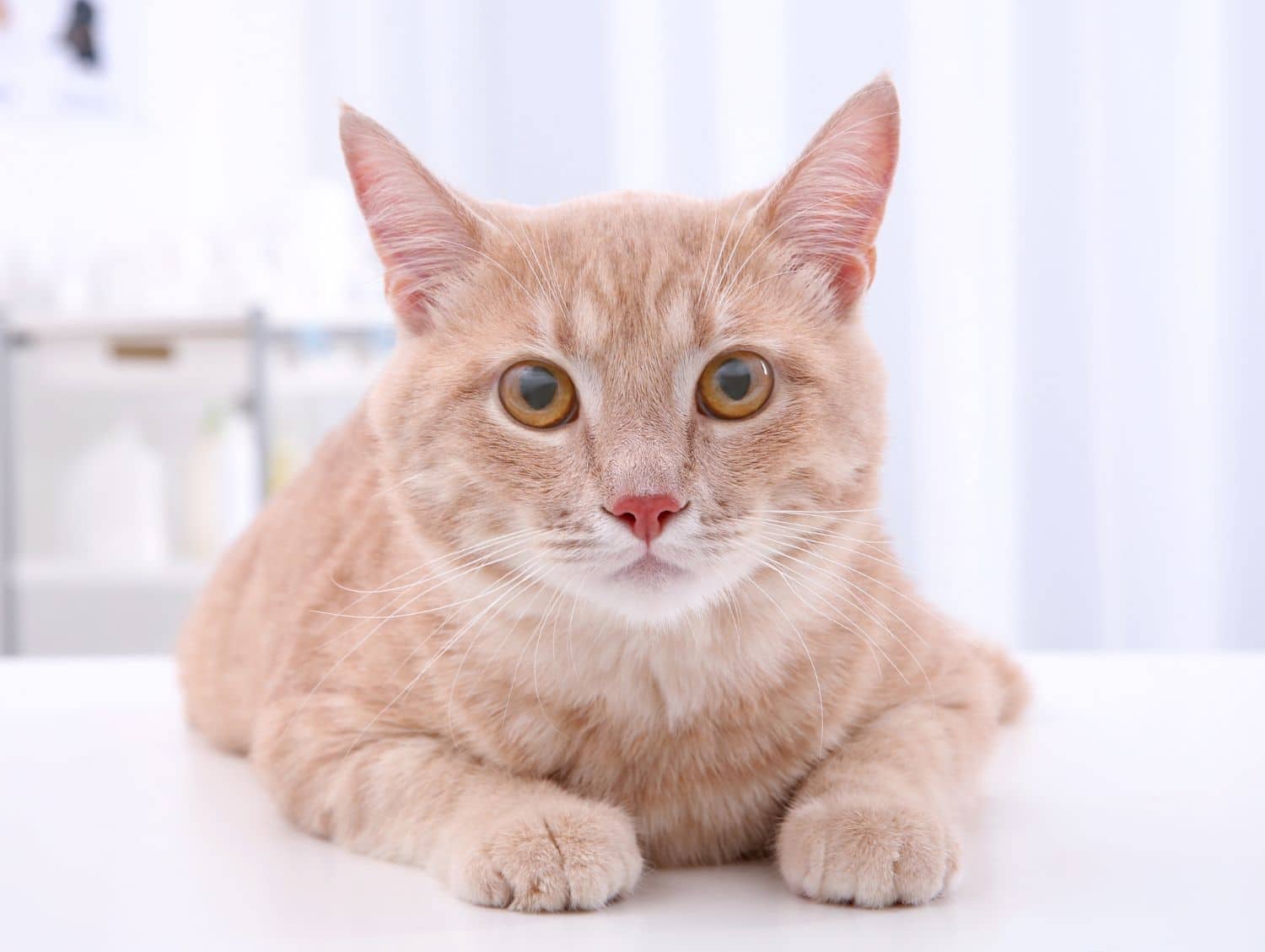 A tabby cat patient at a veterinary clinic