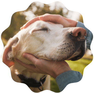 A person gently petting a dog