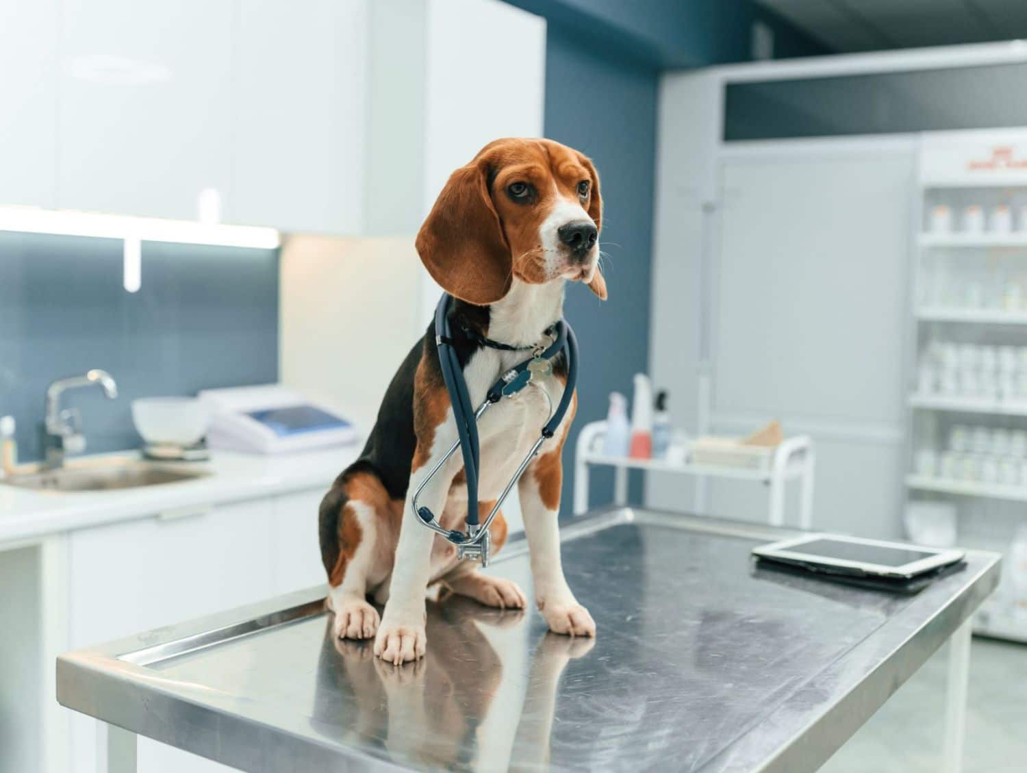 A Beagle dog sitting on a examination table