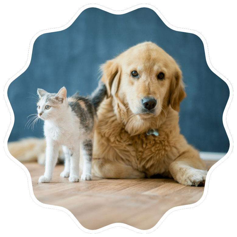 dog and cat sit together