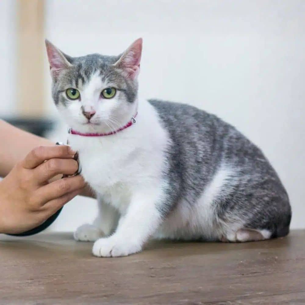 A vet examining a cat